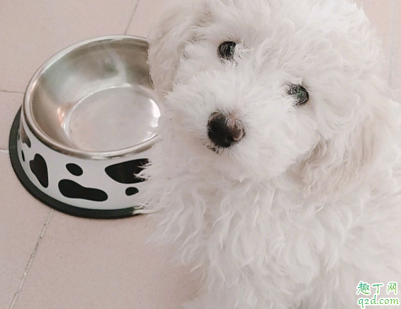 狗狗突然不吃狗粮怎么办 大型犬和小型犬的狗粮有区别吗