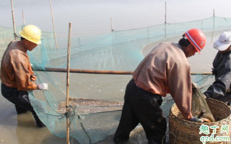 龙虾塘里有野虾有没有事 虾塘野虾很多如何处理