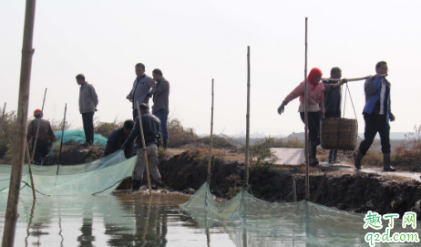 龙虾塘里有野虾有没有事 虾塘野虾很多如何处理