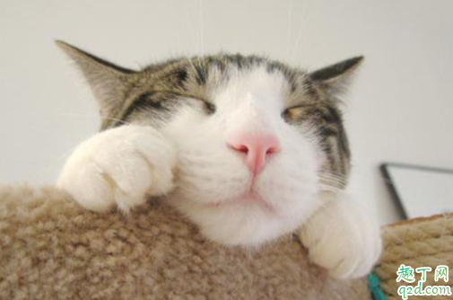 猫咪临死前有什么征兆 猫的寿命一般多长