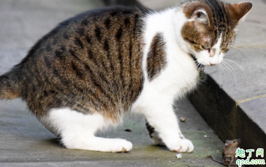 猫咪为什么叼耗子给主人 猫往家里叼老鼠怎么办