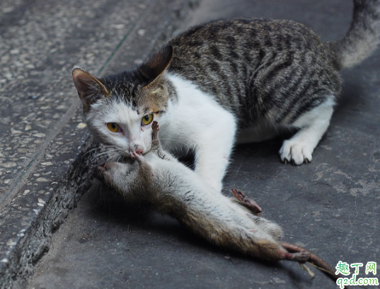 猫咪为什么叼耗子给主人 猫往家里叼老鼠怎么办