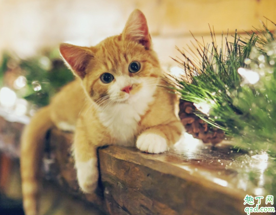 猫咪为什么叼耗子给主人 猫往家里叼老鼠怎么办