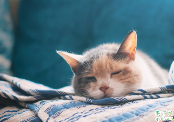 猫为什么叼小猫挪窝 小猫出生多久可以碰