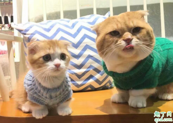 猫为什么叼小猫挪窝 小猫出生多久可以碰