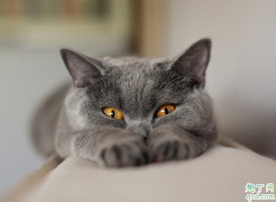 猫咪喝羊奶要不要加糖 猫喝牛奶会死吗