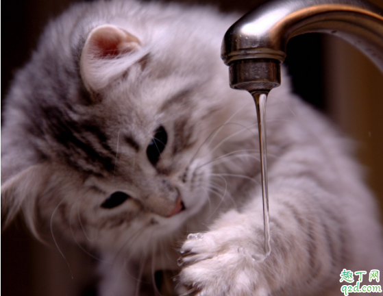 猫咪喝羊奶要不要加糖 猫喝牛奶会死吗