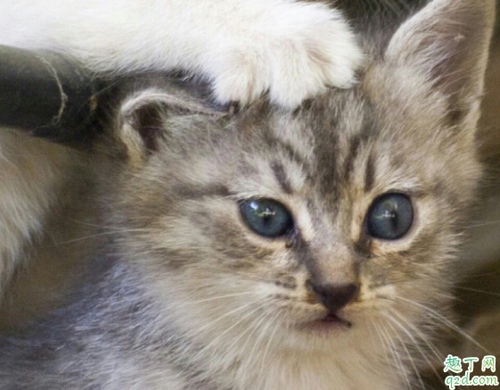 猫咪喝羊奶要不要加糖 猫喝牛奶会死吗