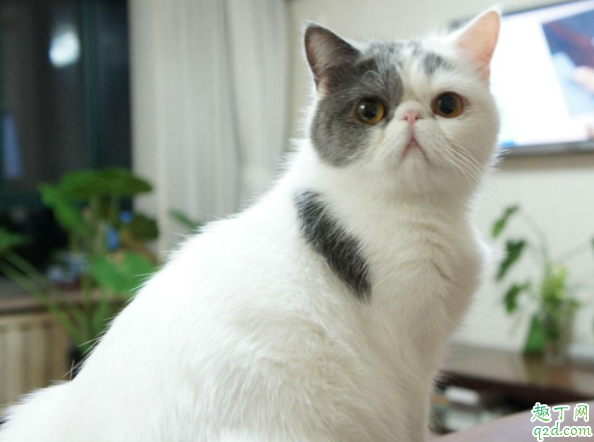 为什么家猫总掉毛 猫咪掉毛频繁怎么办