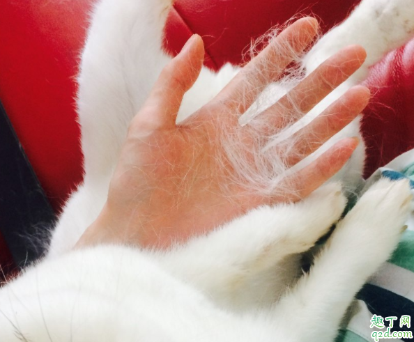 为什么家猫总掉毛 猫咪掉毛频繁怎么办