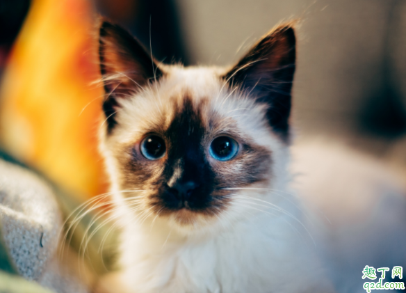 为什么家猫总掉毛 猫咪掉毛频繁怎么办