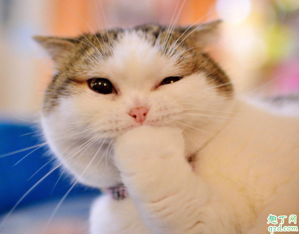 为什么家猫总掉毛 猫咪掉毛频繁怎么办