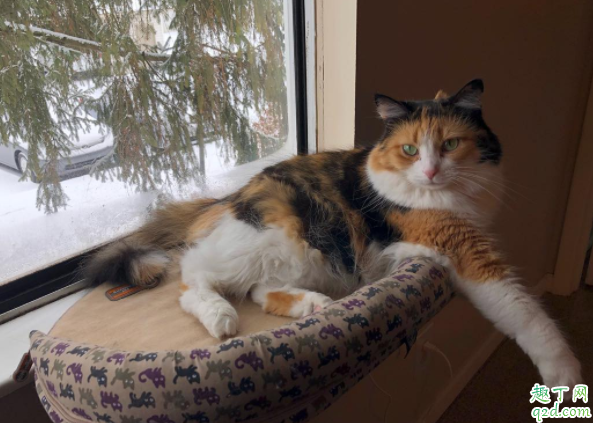 为什么家猫总掉毛 猫咪掉毛频繁怎么办