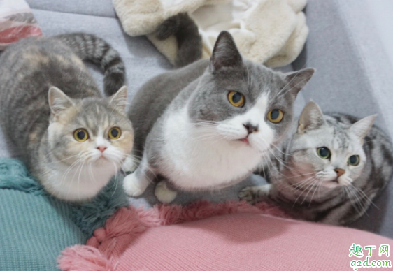 猫咪做绝育是把蛋蛋割掉吗 十个月的猫咪可以做绝育吗