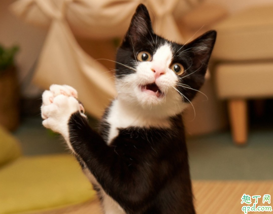 猫咪做绝育是把蛋蛋割掉吗 十个月的猫咪可以做绝育吗