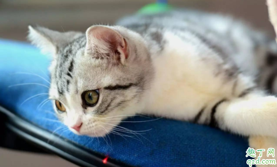 猫咪做绝育是把蛋蛋割掉吗 十个月的猫咪可以做绝育吗