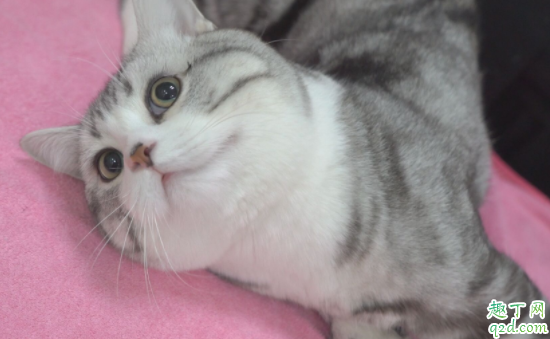 猫咪做绝育是把蛋蛋割掉吗 十个月的猫咪可以做绝育吗