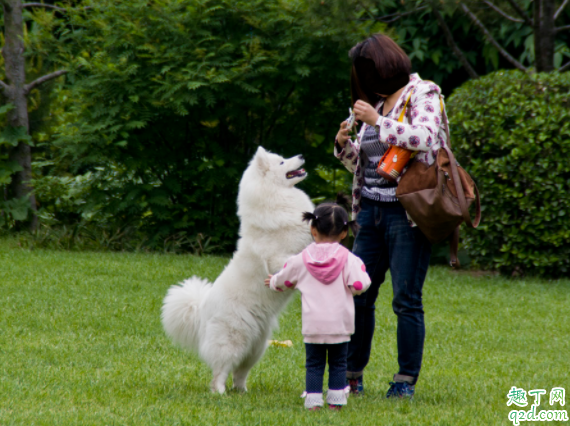 遛狗应该一天几次 遛狗要注意什么
