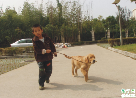 遛狗应该一天几次 遛狗要注意什么