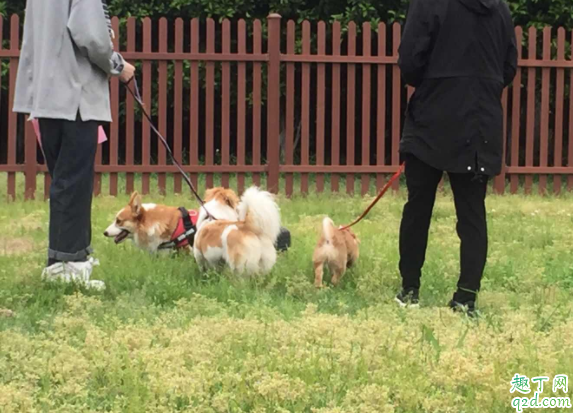 遛狗应该一天几次 遛狗要注意什么