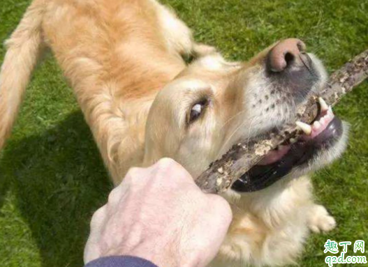 狗狗牙口不好怎么吃饭 狗狗牙掉了怎么办