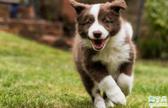 狗狗牙口不好怎么吃饭 狗狗牙掉了怎么办