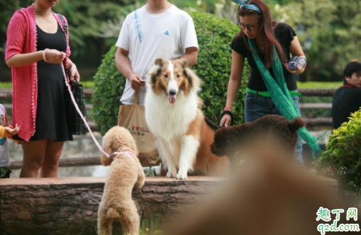 狗狗牙口不好怎么吃饭 狗狗牙掉了怎么办