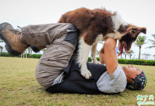 狗狗牙口不好怎么吃饭 狗狗牙掉了怎么办