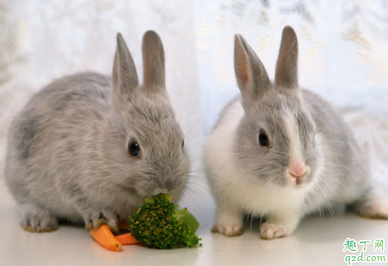 兔子眼睛红肿是什么原因 兔子眼睛红肿会自己好吗