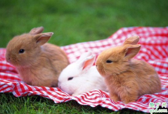 兔子眼睛红肿是什么原因 兔子眼睛红肿会自己好吗