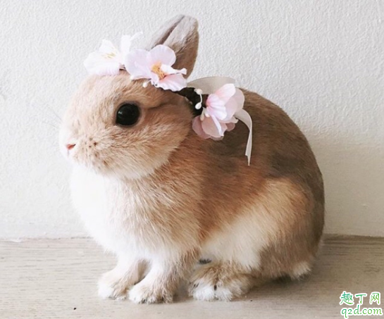 兔子眼睛红肿是什么原因 兔子眼睛红肿会自己好吗