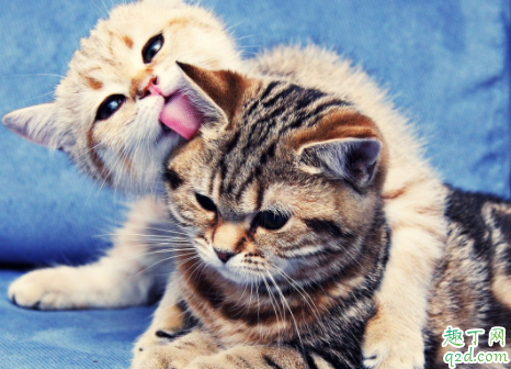 美短毛发不柔顺怎么办 怎样让猫毛发有光泽