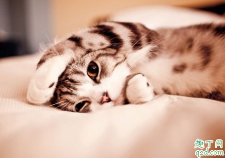 美短毛发不柔顺怎么办 怎样让猫毛发有光泽