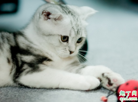 美短毛发不柔顺怎么办 怎样让猫毛发有光泽