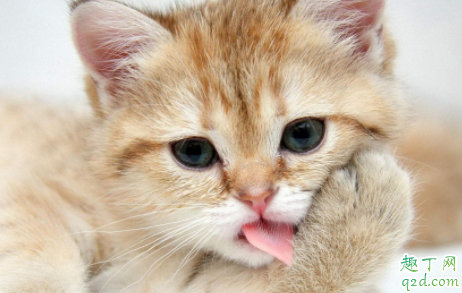 美短毛发不柔顺怎么办 怎样让猫毛发有光泽