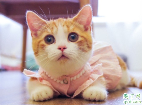 美短毛发不柔顺怎么办 怎样让猫毛发有光泽