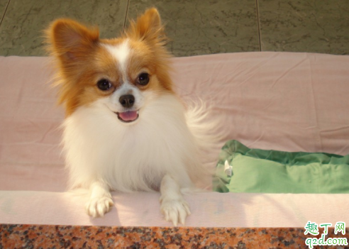 狗狗不排便是为什么 怎么让狗狗定点上厕所