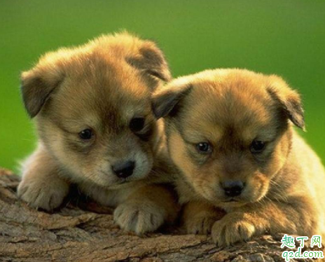 狗狗不排便是为什么 怎么让狗狗定点上厕所