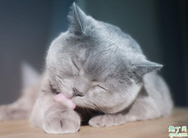 猫咪经常舔毛是什么情况 猫咪之间相互舔是什么意思