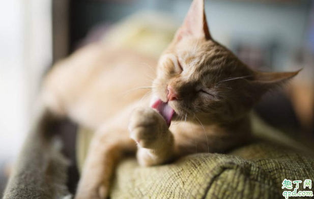 猫咪经常舔毛是什么情况 猫咪之间相互舔是什么意思