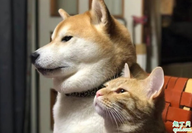 德牧牙齿没长全吃什么好 幼犬怎么喂养长的快