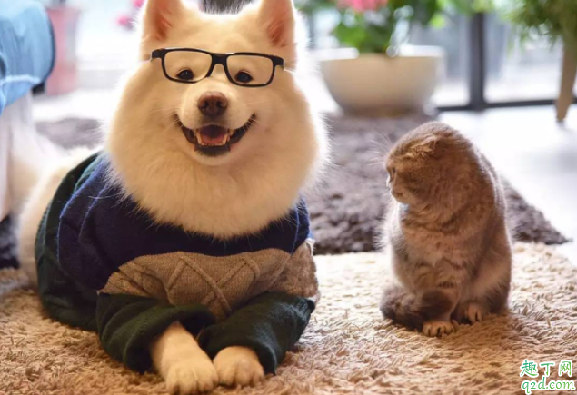 德牧牙齿没长全吃什么好 幼犬怎么喂养长的快