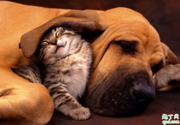 德牧牙齿没长全吃什么好 幼犬怎么喂养长的快