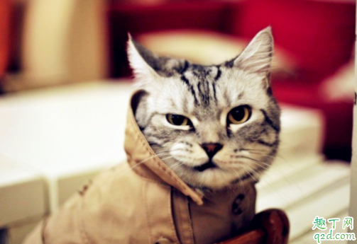 猫咪掉毛怎么打理 猫毛干枯是缺乏什么