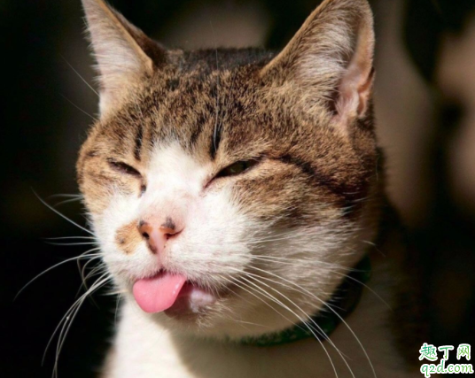 猫咪掉毛怎么打理 猫毛干枯是缺乏什么