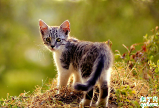 猫咪掉毛怎么打理 猫毛干枯是缺乏什么