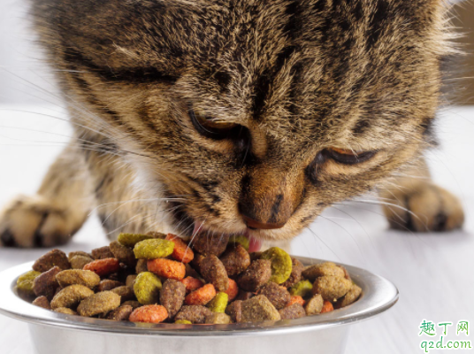 猫咪掉毛怎么打理 猫毛干枯是缺乏什么