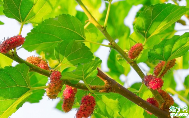 桑叶可以用来喂草鱼吗 草鱼吃桑叶会不会中毒