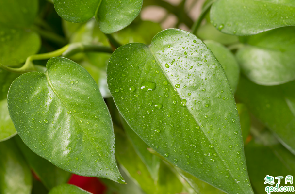 桑叶可以用来喂草鱼吗 草鱼吃桑叶会不会中毒