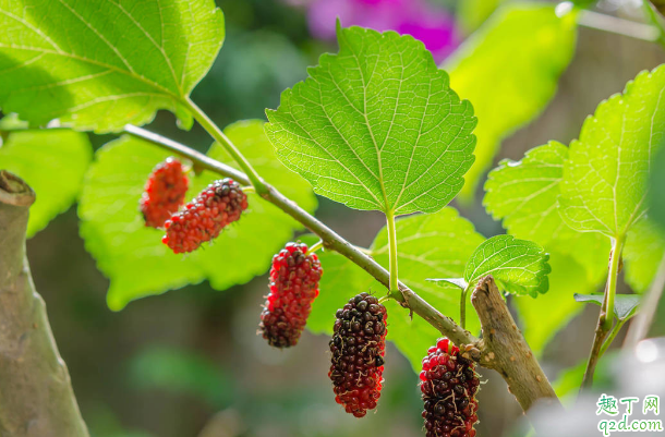 桑叶可以用来喂草鱼吗 草鱼吃桑叶会不会中毒